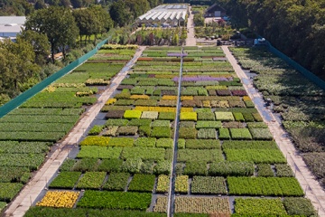Tuinplanten kwekerij